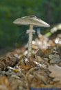 Macrolepiota procera,Gemeiner Riesenschirmling,Parasolpilz,Parasol mushroom