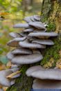 Pleurotus ostreatus,Austern-Seitling,Austernpilz,Oyster mushroom
