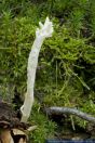 Clavulina rugosa,Runzliger Korallenpilz,Wrinkled Club fungus