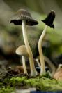 Coprinellus micaceus,Glimmer-Tintling,Glistening Inkcap mushroom