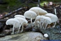 Oudemansiella mucida,Buchen-Schleimruebling,Porcelain fungus
