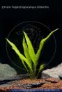Microsorum pteropus, Javafarn mit gefiederten Blattenden , Microsorum pteropus  