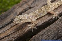 Hemidactylus brooki,Afrikanischer Hausgecko,Brook's House Gecko