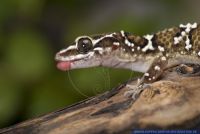 Hemidactylus triedrus,Termitenhuegel-Gecko,Termite Hill Gecko