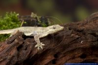 Lepidodactylus lugubris,Jungferngecko,Schuppenfingergecko,Mourning gecko
