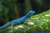 Lygodactylus williamsi,Himmelblauer Zwergtaggecko,Williams' Dwarf Gecko,Electric Blue Gecko
