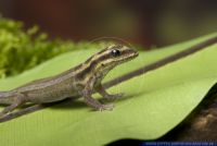 Lygodactylus kimhowelli,Streifen-Zwerggecko,Yellow Headed Dwarf Gecko