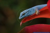 Lygodactylus williamsi,Himmelblauer Zwergtaggecko,Williams' Dwarf Gecko,Electric Blue Gecko