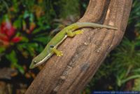 Phelsuma lineata,Streifen-Taggecko,Lined Day Gecko