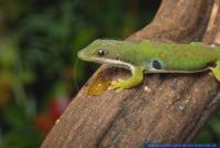 Phelsuma lineata,Streifen-Taggecko,Lined Day Gecko