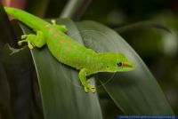 Phelsuma madagascariensis grandis,Grosser Madagaskar Tag-Gecko,Giant Day Gecko