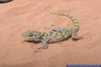 Ptyodactylus ragazzii,Faecherfussgecko,Fan-footed Gecko