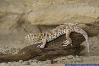 Teratoscincus microlepis,Kleiner Wundergecko,Web Footed Gecko