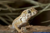 Teratoscincus scincus keyserlingii,Grosser Wundergecko,Common Wonder Gecko