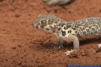 Teratoscincus roborowskii,China Wundergecko,Roborowskis Wundergecko,Roborowski's Frog Eyed Gecko