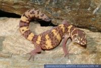 Coleonyx brevis, Gebänderter Krallengecko, Texas Banded Gecko 