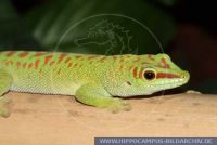 Phelsuma madagascariensis grandis,
Gro§er Madagaskar ,Tag-Gecko
Giant Day Gecko
