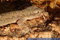 Hemidactylus frenatus, Asiatischer Hausgecko, Common House Gecko 