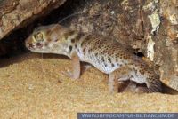Teratoscincus prizwalskii, Przewalskiis Wundergecko, Przewalski's Wonder Gecko 
