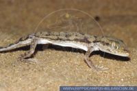 Crossobamon orientalis, Vorderasiatischer Zwerggecko, Dwarf gecko 