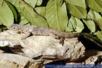 Ctenosaura palearis, Schwarzer Leguan, GUATEMALAN SPINY-TAILED IGUANA 