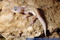 Eublepharis macularius "leukistisch", Leopardgecko, Leopard gecko 