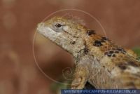 Sceloporus olivaceus, Texas-Stachelleguan, Texas spiny lizard 