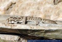 Teratolepis fasciata, Rübenschwanz-Viperngecko, Viper Gecko 