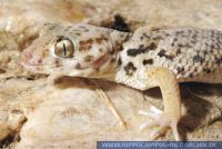 Teratoscincus roborowskii, China Wundergecko, Roborowskis Wundergecko, Roborowski's Frog Eyed Gecko 