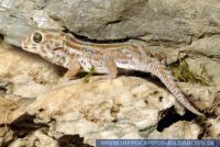 Teratoscincus scincus keyserlingii,
Gro§er Wundergecko,
Common Wonder Gecko
