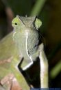 Chamaeleo dilepis,Lappenchamaeleon,Flap-necked chameleon