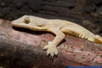Cosymbotus platyurus,Gewohnlicher Haftzeher,Thailandischer Hausgecko,Saumschwanz Hausgecko.Flat-tailed House Gecko