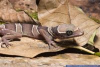 Cyrtodactylus pulchellus, Baendergecko,Malaiischer Bogenfingergecko,Malayan Forest Gecko