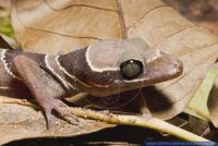 Cyrtodactylus pulchellus, Baendergecko,Malaiischer Bogenfingergecko,Malayan Forest Gecko