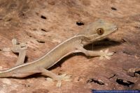 Gekko vittatus,Streifengecko,White-Line Gecko Echsen.xls 