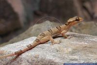 Hemidactylus fasciatus,Halbfinger-Gecko,Banded Gecko