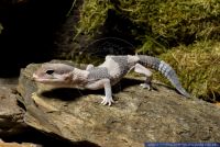 Hemitheconyx caudicinctus,Fettschwanzgecko,African Fat-tailed Gecko
