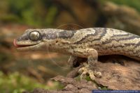 Homopholis fasciata,Gebaenderter Samtgecko,African banded velvet gecko