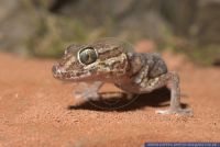 Paroedura pictus,Grosskopfgecko,Madagascar Ground Gecko,Big-Headed Gecko