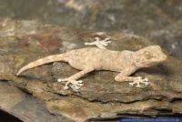 Ptyodactylus hasselquistii,Hasselquists Faecherfussgecko,Fan-footed Gecko