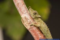 Rhampholeon spinosus,Stachel-Zwergchamäleon,Rosette-nosed pygmy chameleon