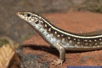 Zonosaurus karsteni,Karstens Ringelschildechse,Gefleckte Madagaskar-Ringelschildechse,Karsten's Girdled Lizard