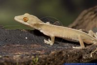 Gekko vittatus,Streifengecko,White-Line Gecko