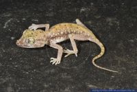 Stenodactylus petri,Engfingergecko,Petrie's Gecko