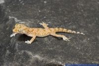 Stenodactylus stenodactylus,Gro§er Zwerggecko,Lichtenstein's Short-fingered Gecko