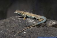 Uta stansburiana,Seitenfleckleguan,Common Side-blotched Lizard