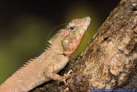 Calotes mystaceus,Blaukopf Calotes,Indo-Chinese Forest Lizard, Blue-crested Lizard