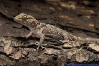 Chondrodactylus bibronii,Bibrons Dickfingergecko,Bibron's Thick-toed Gecko