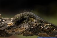 Gekko stentor,Grünaugen Riesengecko,Green-eyed Gecko