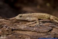 Gonatodes humeralis,Trinidad Gecko,Bridled Forest Gecko